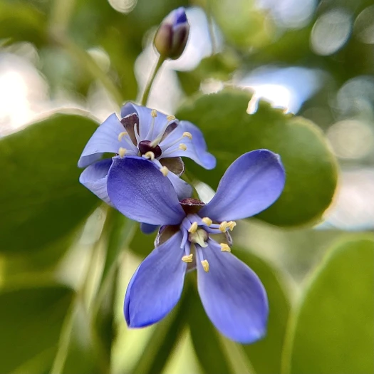 Guaiacum officinale image