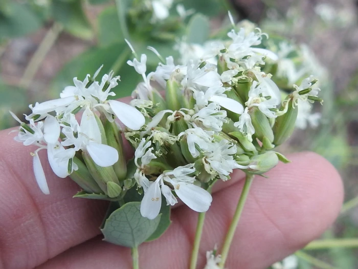 Guardiola platyphylla image