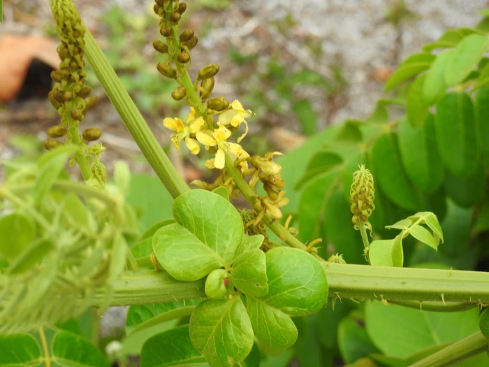 Guilandina bonduc image