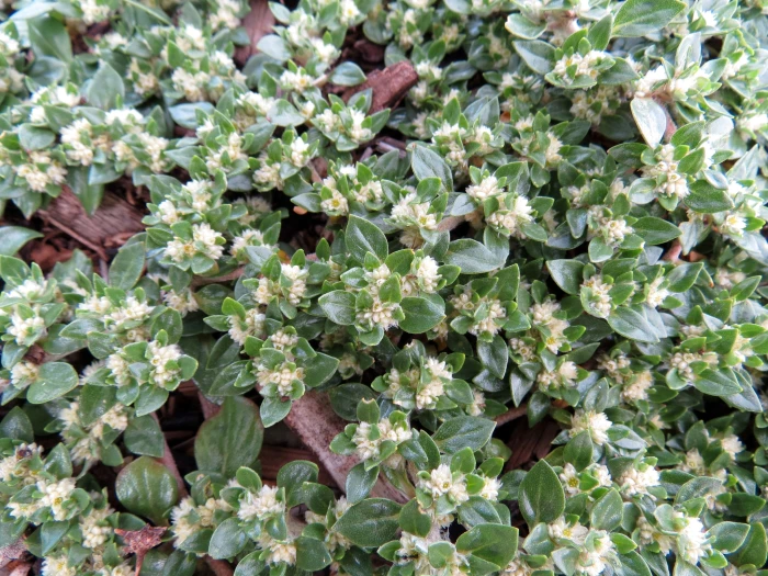 Guilleminea densa image