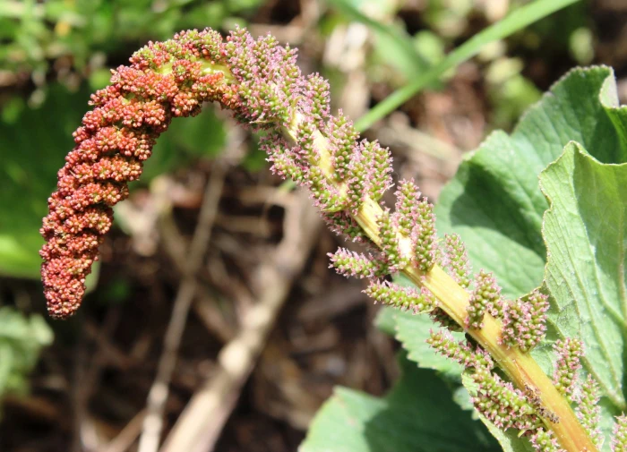 Gunnera perpensa image