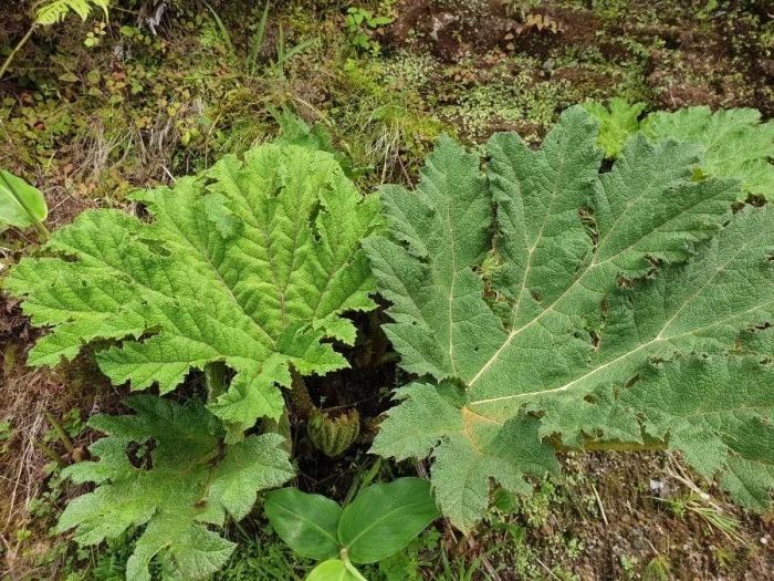Gunnera tinctoria image
