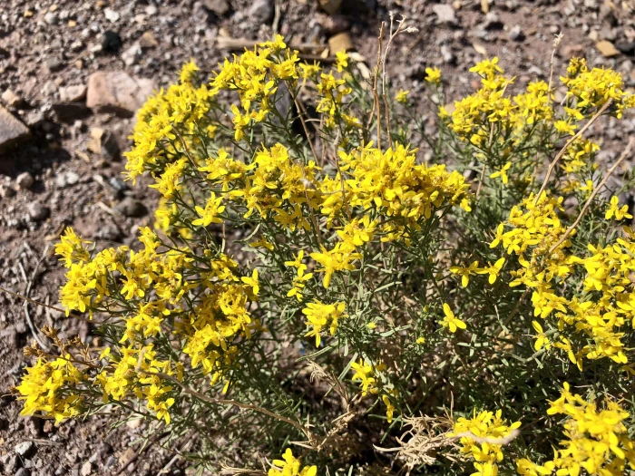 Gutierrezia sarothrae image