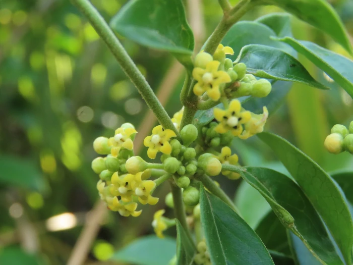 Gymnema sylvestre image