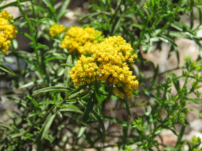 Gymnosperma glutinosum image