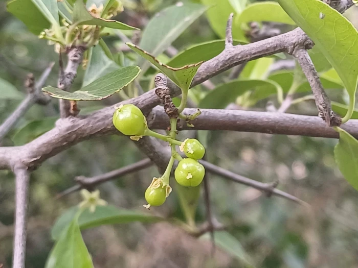 Gymnosporia senegalensis image
