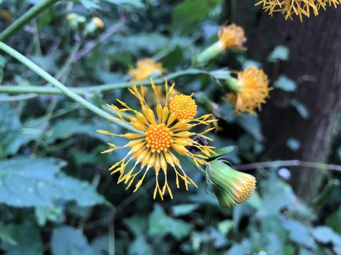 Gynura japonica image