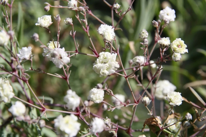 Gypsophila paniculata image