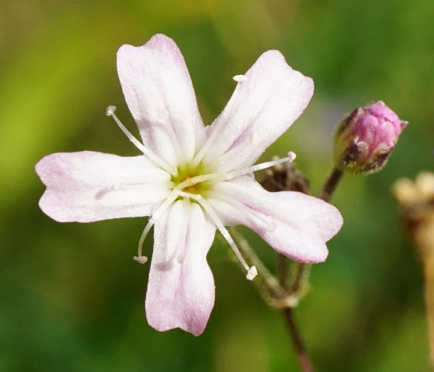 Gypsophila scorzonerifolia image