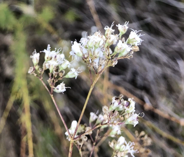 Gypsophila struthium image
