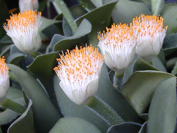 Haemanthus albiflos image