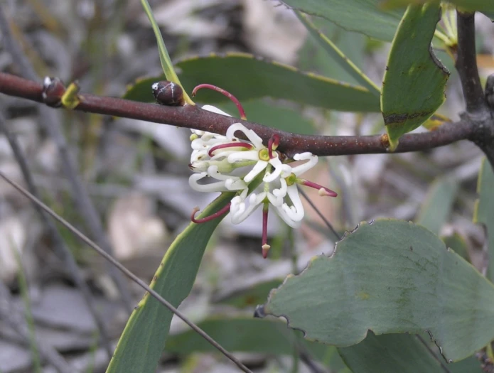 Hakea cyclocarpa image