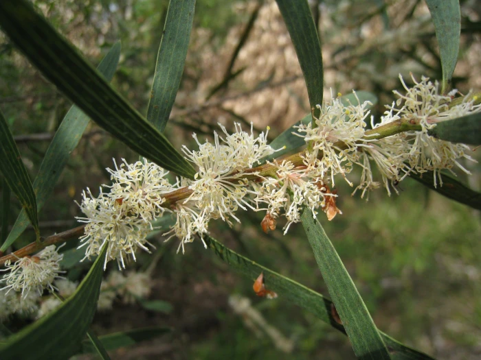 Hakea dactyloides image