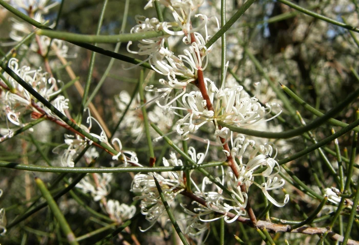 Hakea rostrata image
