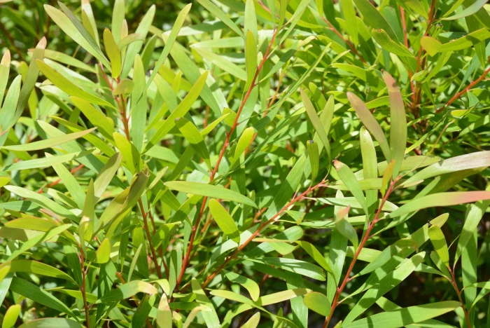 Hakea salicifolia image