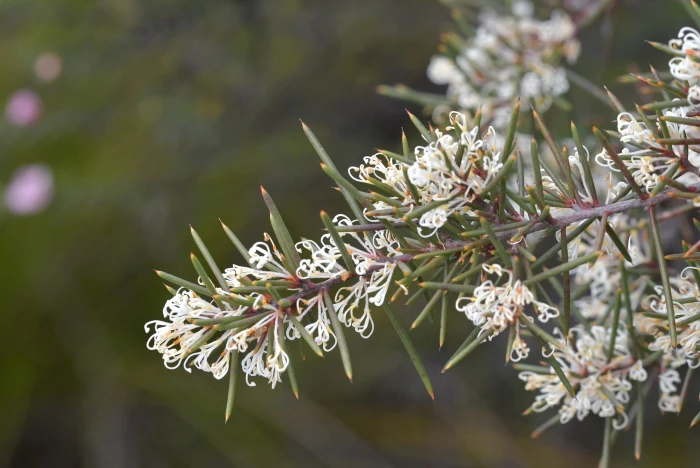 Hakea sericea image