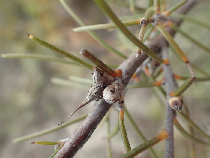Hakea sulcata image
