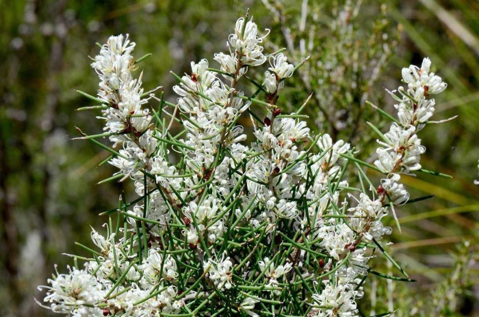 Hakea teretifolia image