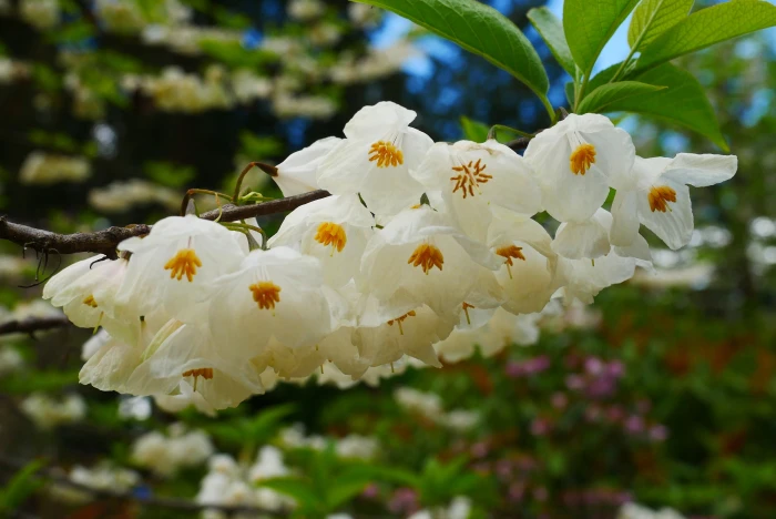 Halesia carolina image