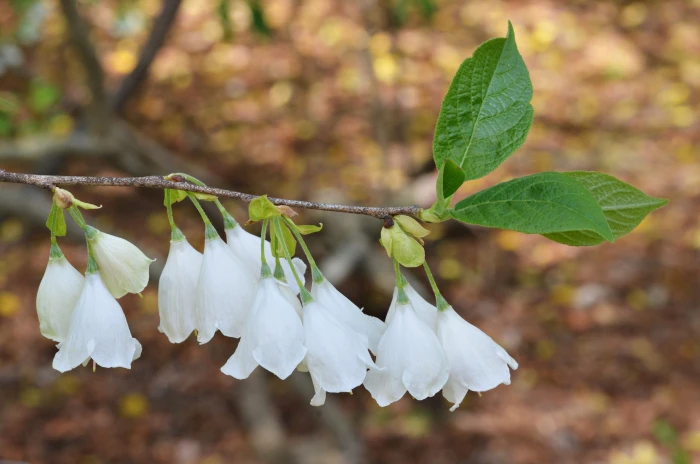 Halesia tetraptera image