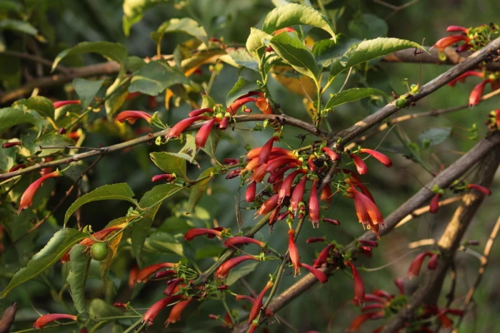 Halleria lucida image