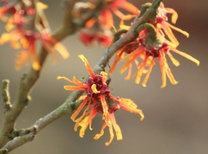 Hamamelis vernalis image