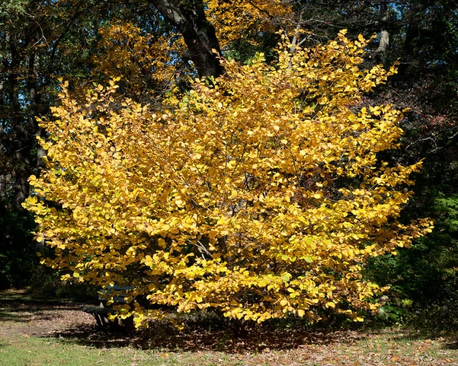 Hamamelis virginiana image