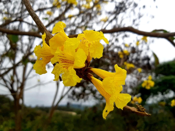 Handroanthus chrysanthus image