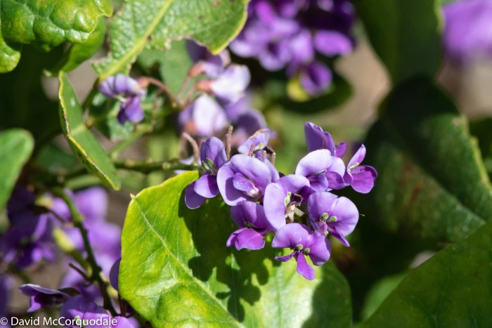 Hardenbergia comptoniana image