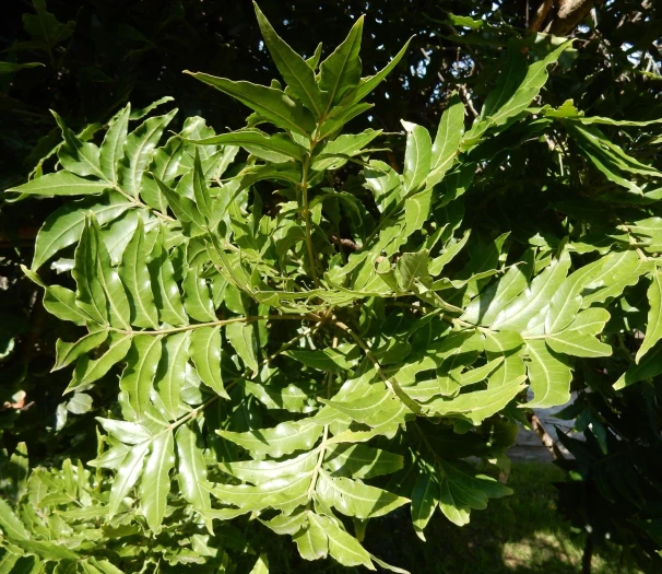 Harpephyllum caffrum image
