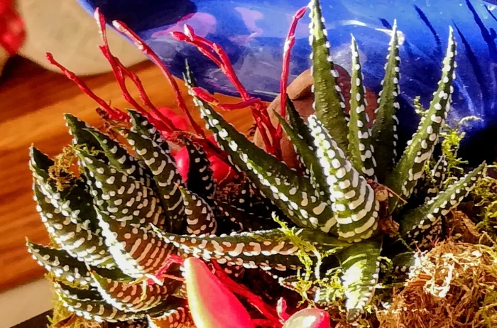Haworthiopsis attenuata image