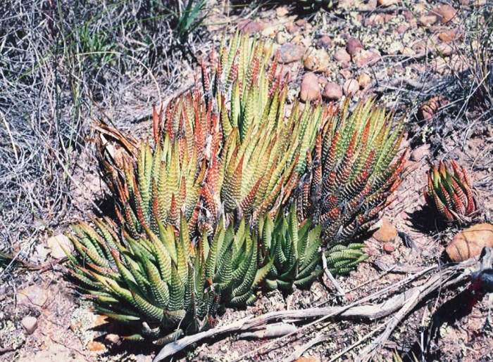 Haworthiopsis fasciata image