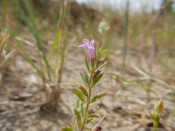Hedeoma drummondii image