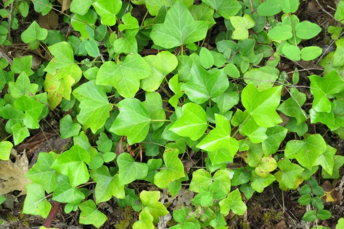Hedera hibernica image