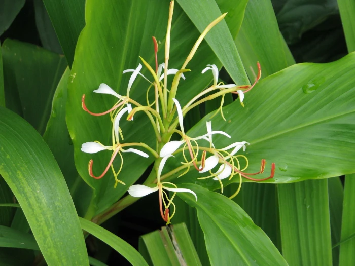 Hedychium spicatum image