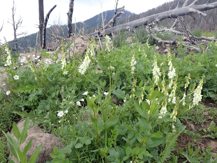 Hedysarum sulphurescens image