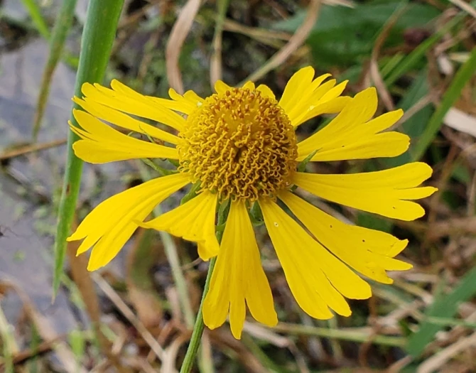 Helenium autumnale image