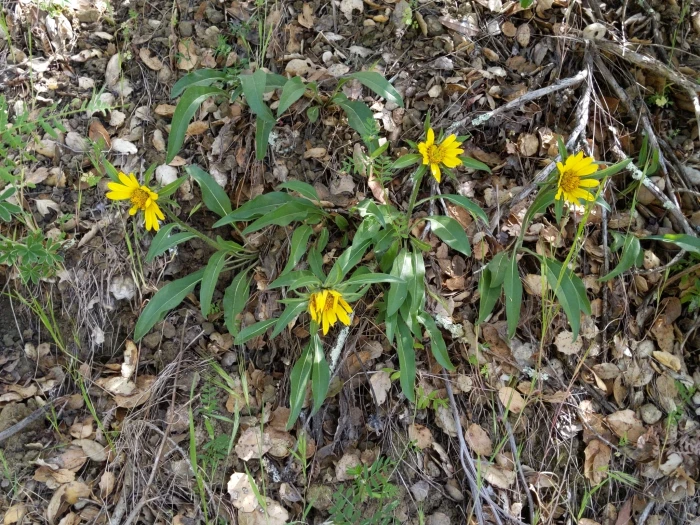 Helianthella castanea image