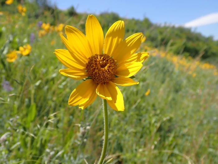 Helianthella uniflora image