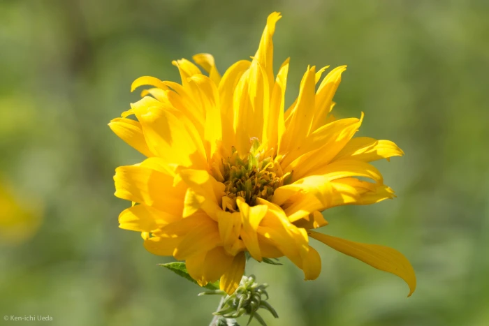 Helianthus grosseserratus image