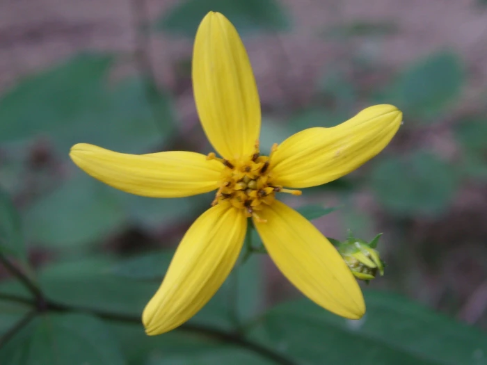 Helianthus microcephalus image