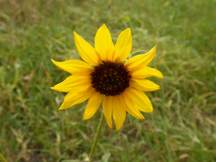 Helianthus petiolaris image
