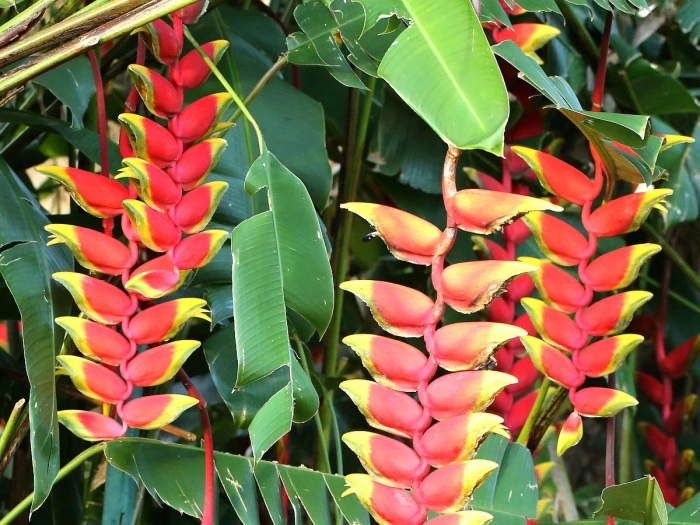 Heliconia rostrata image