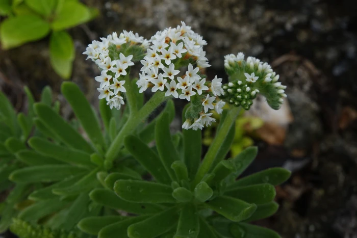 Heliotropium anomalum image