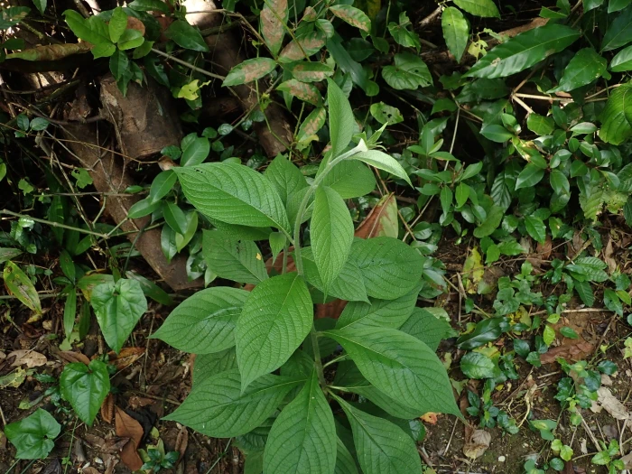Heliotropium verdcourtii image