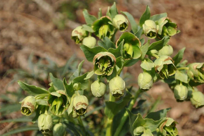 Helleborus foetidus image