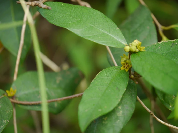 Hemidesmus indicus image