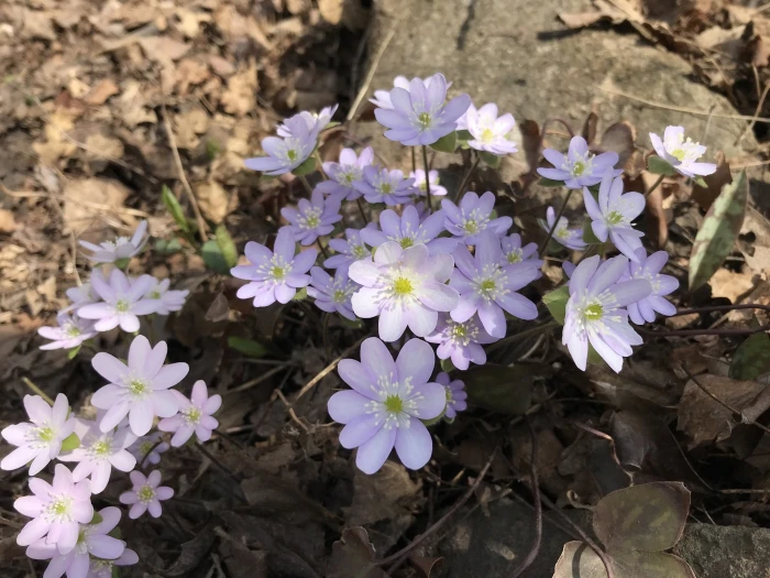 Hepatica acutiloba image