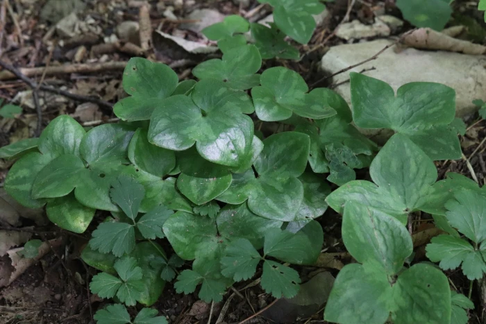 Hepatica insularis image