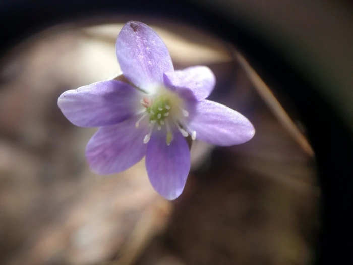 Hepatica americana image